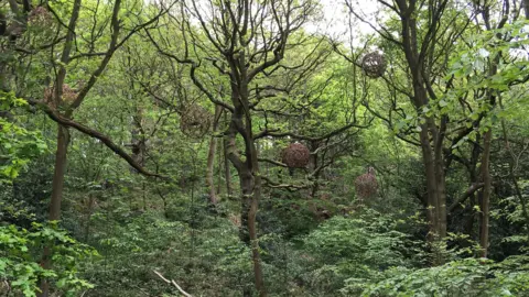 Trees in the Outwoods adorned with willow globes during a natural sculpture trail