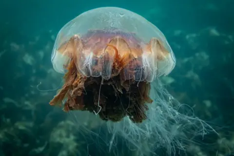 R.S. McLaren Photography A brownish orange Lion's Mane jellyfish underwater. 