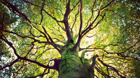 Getty A view of a mature tree, shot from below up the trunk and into the canopy. The trees branches radiate out and are covered in leaves, acid green where the sun shines down through them. 