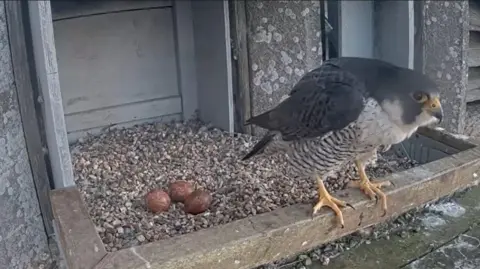 Peter French A white and navy blue-coloured peregrine falcon stood on the edge of a nest box. There are three brown eggs lying on the surface of the nest box.