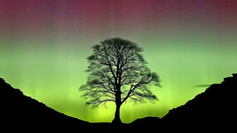 The Northern Lights shining over the Sycamore Gap at Hadrian's Wall in Northumberland, before it was illegally felled. The tree silhouette is illuminated by the pink and green light in the night sky.