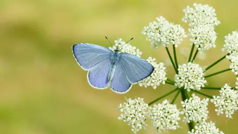 A pale blue butterfly sits on a white flower with small white petals with its wings spread wide.