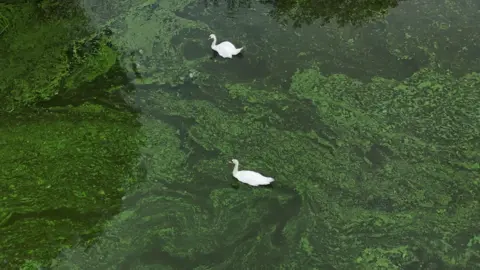 PA Swans swim across a lake covered in blue-green algae. 