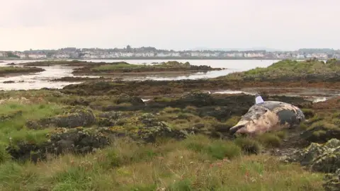 RTÉ Dead whale Ballyholme beach