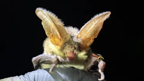 A close-up of a grey long-eared bat. The bat is shown against a black background. It is looking directly at the camera with its mouth wide open in what looks like a very menacing pose. Its ears are at least double the size of its face and its fur is yellowish in colour and looks like it is standing on end.
