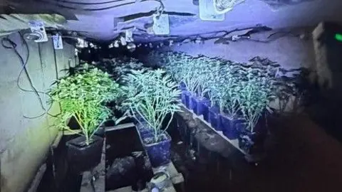 Northamptonshire Police Rows of cannabis plants in a drainage culvert underneath the M1. Fluorescent lighting is tacked to the ceiling above the plants.