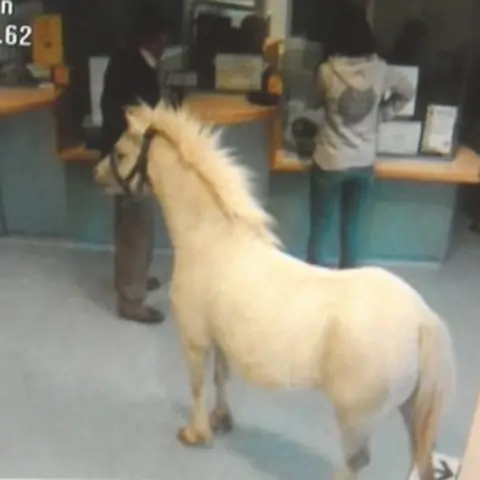 Betsi Cadwaladr University Health Board Pony at A&E department