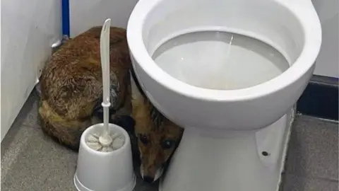 Network Rail Fox next to a toilet