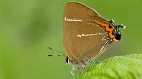 A white-letter hairstreak butterfly is sitting on a green leaf. It is mostly brown with an orange stripe and a white W on its wings.