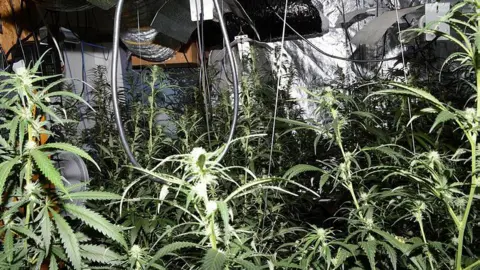 Cambridgeshire Police Many cannabis plants are growing in a room with reflective insulation on the walls.