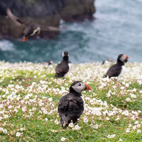Grace Hunt Four puffins, including one in flight, pictured on the edges of Skomer Island on green grass overlooking the sea below