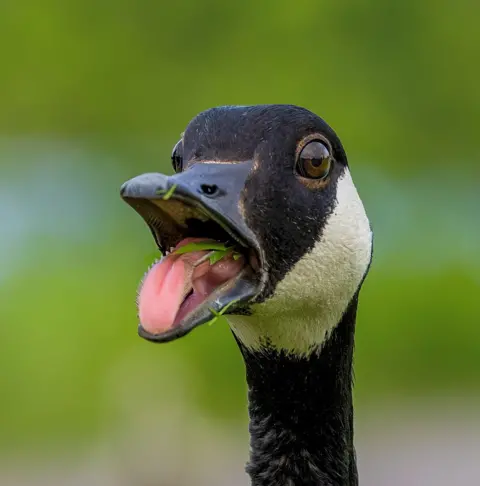 Jacki Gordon Canada goose