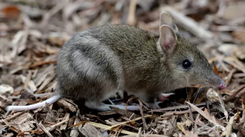Getty Images An Eastern Barred Bandicoot