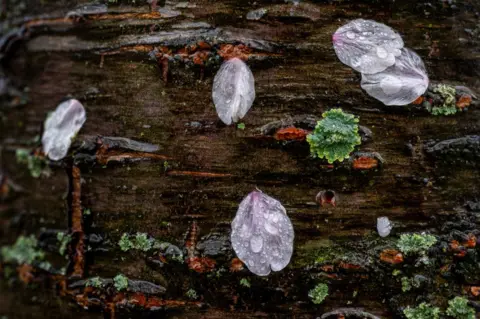 Getty Images Fallen cherry blossom petals stick to a cherry tree along the Tidal Basin on April 3, 2024 in Washington, DC.