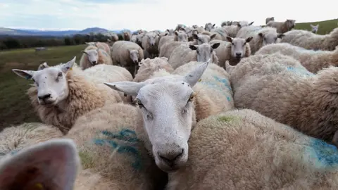 Chris Jackson/Getty Images Sheep on hillside in Wales