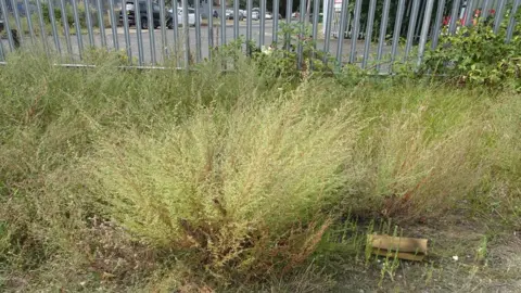 Jo Jones Field wormwood at Brandon Nature Reserve