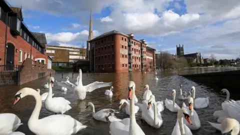 Reuters Swans gather on flooded riverside streets, following Storm Jorge, in Worcester