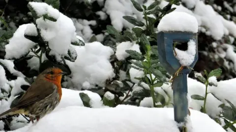 Maggie T/Weather Watchers A robin on the snow