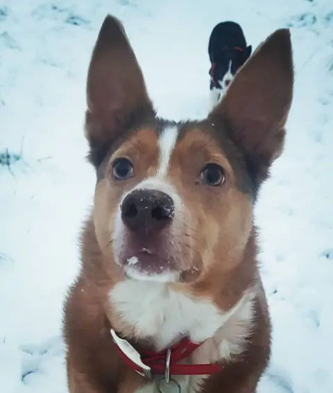 @Gemd27 Jessie the Australian kelpie and Nell the border collie have been enjoying a lovely walk with Gem in the snow in Woking, Surrey