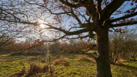 Richard Osbourne Sweet Briar Marshes, Norwich