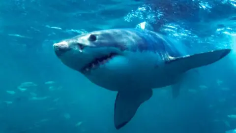 Science Photo Library Great white shark swimming underwater