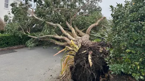 BBC A fallen tree blocks a road with roots showing and foliage and a house behind.