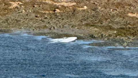 Chris Morrow-Frost A dead white fish where a body of water meets the land.