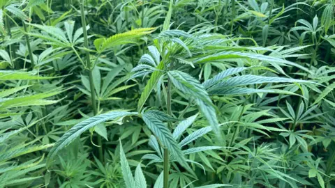 Hemp pictured close up. It has several thin leaves coming away from the stem and is a bright green colour.