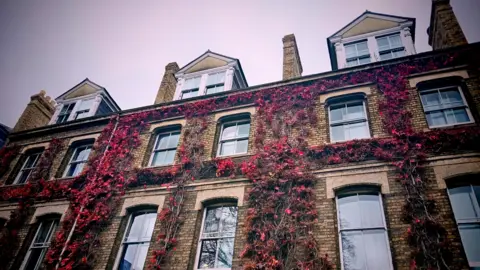 Elsie from the block A row of yellow brick houses in Oxford against a pink sky. The windows are surrounded by ivy with red leaves. 