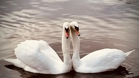 Indran Raju Two white swans on water, with their heads and necks next to each other 