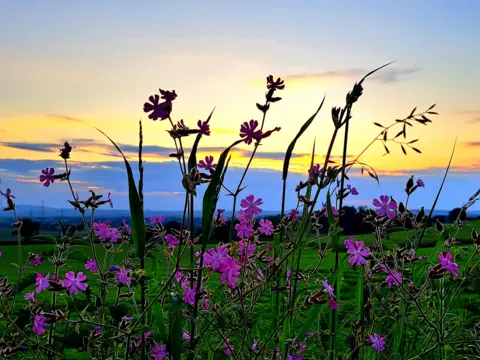 BBC Weather Watchers/Les at Large Wolverhampton flowers