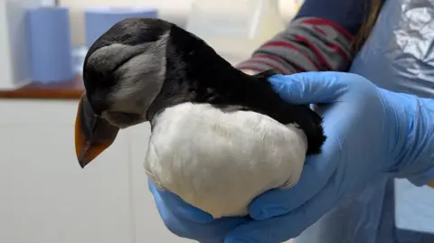A puffin is held up to the camera by a woman wearing blue gloves. The puffin has black feathers on top and white feathers below, and an orange beak. 