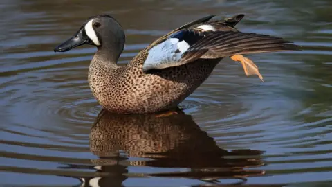 A blue-winged teal duck