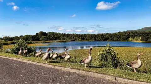 BBC Weather Watcher, DannyMcGuigan About 11 geese walking along a grass verge in a park with a tarmacked path in the foreground. A lake can be seen behind and further into the background there is a blue sky and green trees.