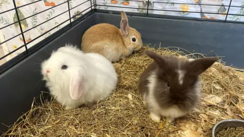 BBC/Emma Kaye Three small rabbits in a cage together. One is brown and white, one is white and the one at the back has beige fur. 
