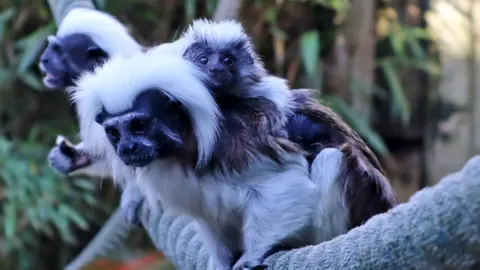 Drusillas Park Three Cotton-top Tamarin monkeys. The monkeys are black and white and are sat on a rope in their enclosure.