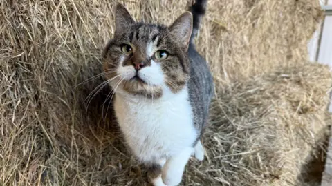 RSPCA A cute cat plays on some straw. 