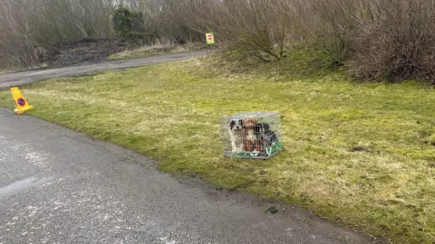 Paula Clarkstone An image of three caged dogs, huddled together. One of the dogs is brown, and two are black and white, all with overgrown and messy-looking fur. The dogs are on a grassy area off a walking path in a nature reserve. 