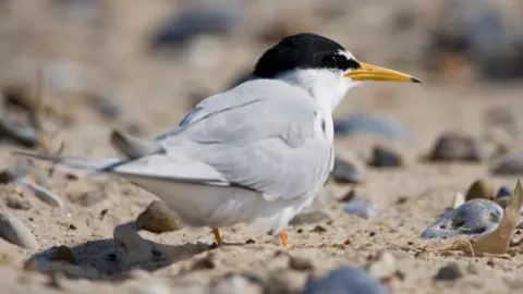 Getty Images The little tern is a small bird. It is on the ground, in an area of sand and pebbles. The bird has light grey feathers, a black and white head and yellow beak.