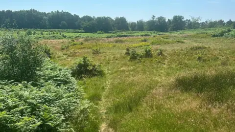 A large field pictured on a sunny day with the undergrowth on the left and a line of trees on the horizon.