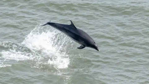 A bottle-nosed dolphin leaps out of the sea leaving a trail of white water behind