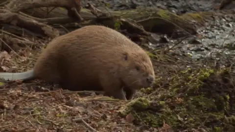 A beaver on the day of release makes its way cautiously through the landscape it would eventually settle in