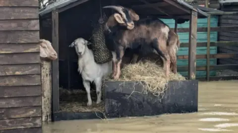 Two goats stood under a shelter. Flood water surrounds them. 