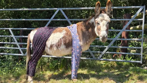 Donkey Sanctuary A donkey's stood in a field wearing leggings on all four of its legs taken on a bright sunny day. It is looking straight at the camera. There are a number of trees and a metal gate in the background. 