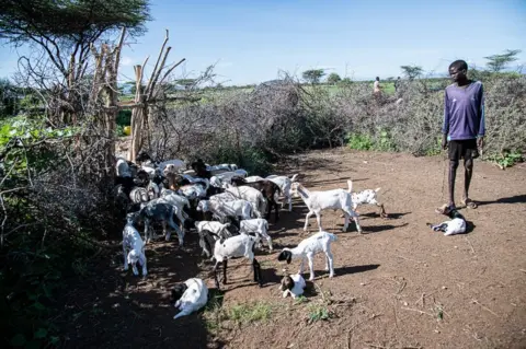Georgina Smith/BBC A member of Erupe Lobun's family holds kid goats in an acacia-thorn cattle pen apart from their mothers to stop them taking too much milk