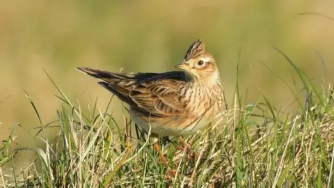 Paul Sutton Image shows a small brown feathered skylark which is looking sideways. It has orange legs, a small beak and black eyes. It is standing on some overgrown grass.