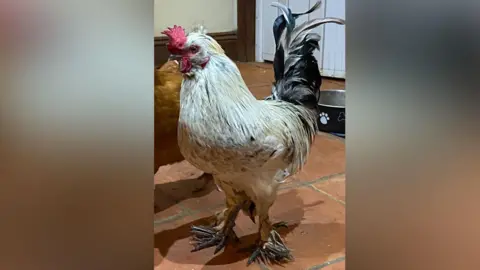 Sue Farthing White cockerel with black and grey tail feathers stands next to another bird in a room with a tiled floor and a dog bowl is behind him on the floor. 