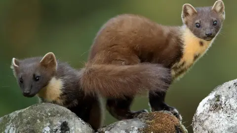 Iain Leach Photography Pine Martens