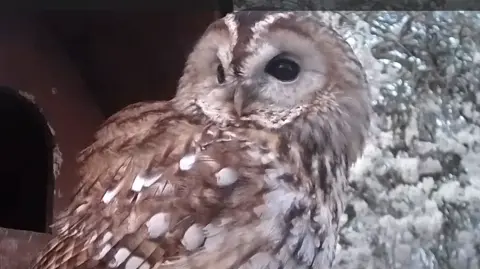 Kate MacRae A tawny owl.