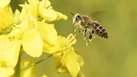 Getty Images bees